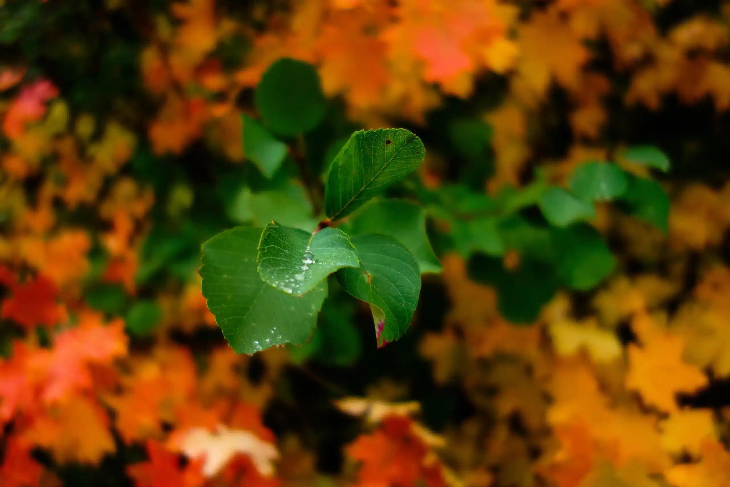 Patrick Hendry sur Unsplash - Nature x transition écologique