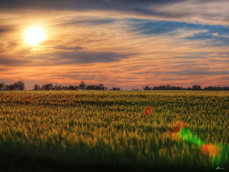 Photo d'un champ de cereales en Beauce