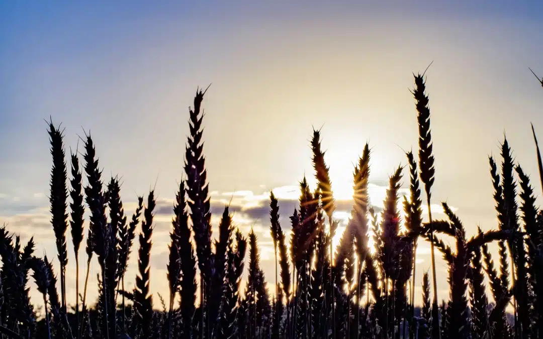 La méthode Auxilia pour construire des PAT vivants et opérationnels