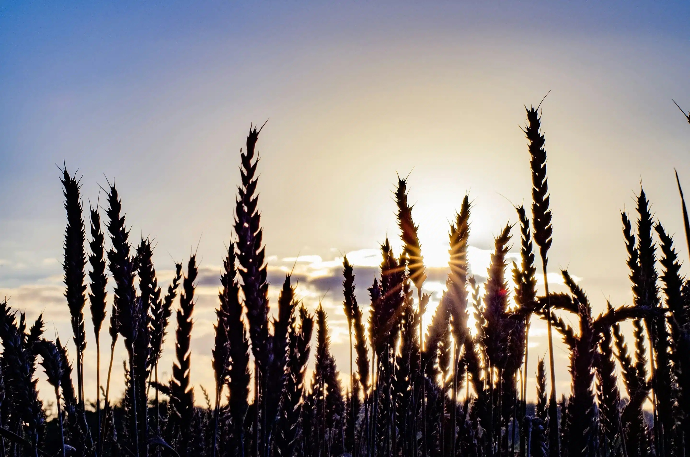 Photo champs de clé au soleil couchant
