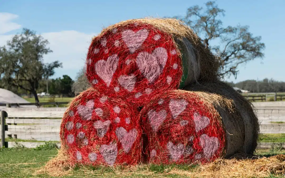 Encourager une stratégie santé et alimentation locale : un appel à l’action pour les futur.es élu.es municipaux et intercommunaux